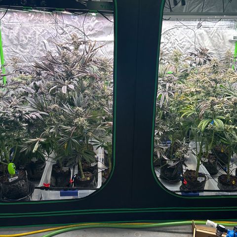 CxLAZ #16 50.72g growlog timeline photo