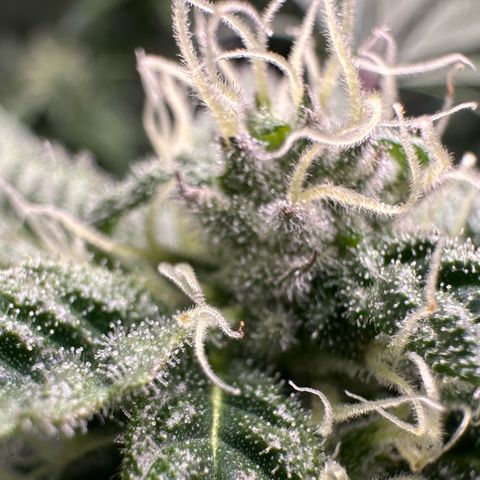CxLAZ #03 C #1 58.58g growlog timeline photo