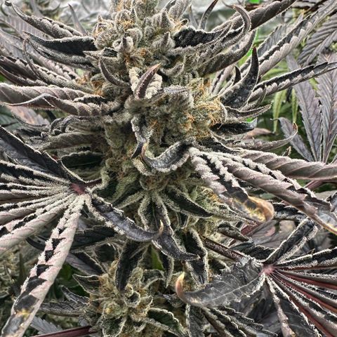CxLAZ #16 50.72g growlog timeline photo