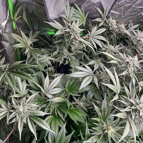 CxLAZ #03 C #1 58.58g growlog timeline photo
