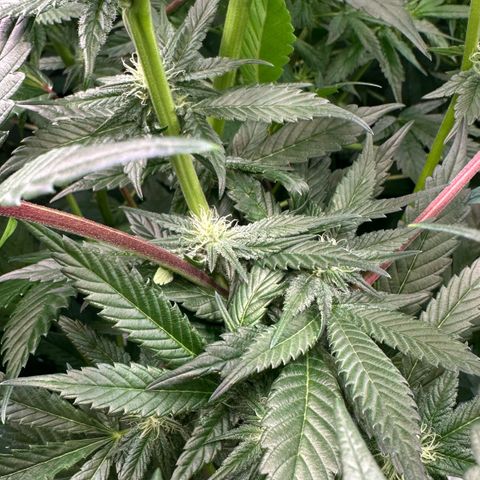 MiscxLAZ #29 C growlog timeline photo