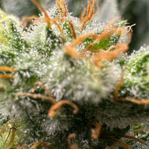 Fuel D.OG #1 Female 47.36g growlog timeline photo