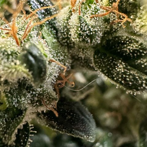 Auto Think Different  #3 growlog timeline photo