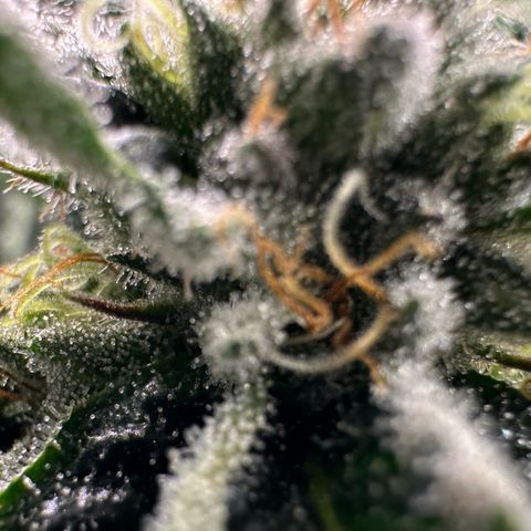 MiscxLAZ #26 C #1 47.15g growlog timeline photo