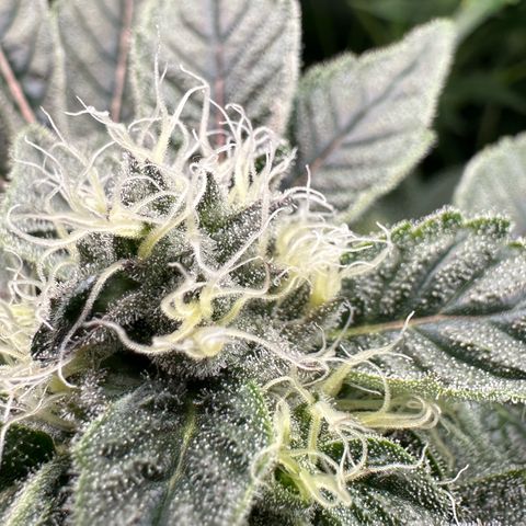 CxLAZ #20 C1 25g growlog timeline photo