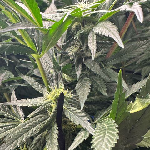 Fuel D.OG #2 Female 49.44g M growlog timeline photo