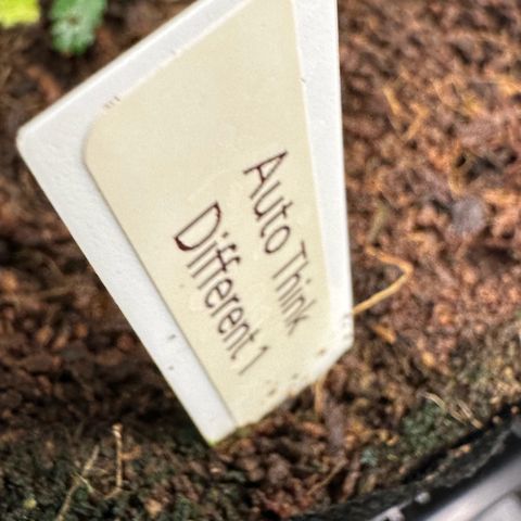 Auto Think Different  #1 growlog timeline photo