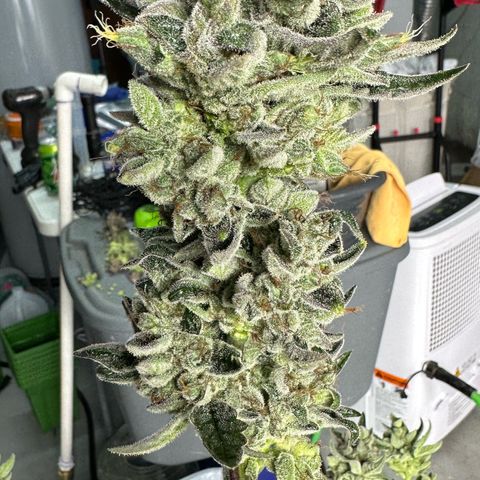 Misc x (LA Kush x Zkittles) #23 28.19g growlog photo: Harvest day
