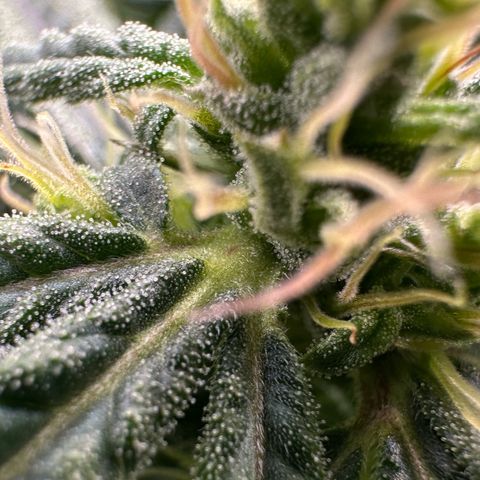 Fuel D.OG #2 Female 49.44g M growlog timeline photo