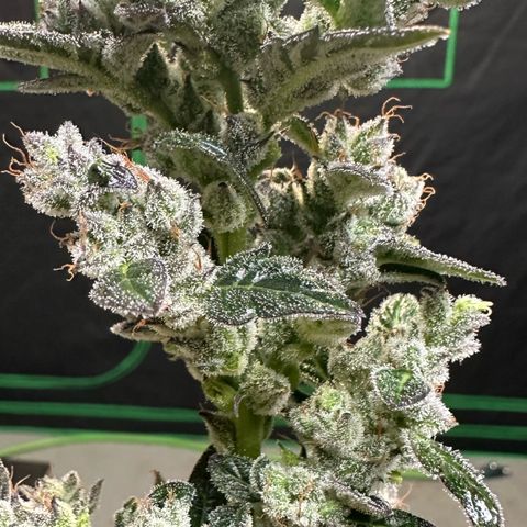Auto Think Different  #1 growlog timeline photo