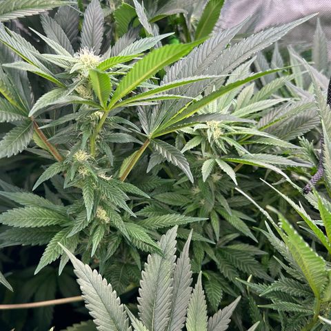 Fuel D.OG #2 Female 49.44g M growlog timeline photo