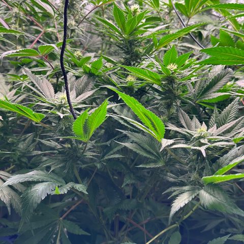 Fuel D.OG #1 Female 47.36g growlog timeline photo