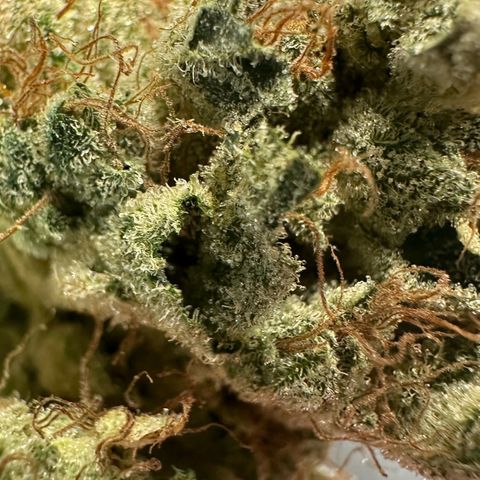 CxLAZ #06 growlog timeline photo