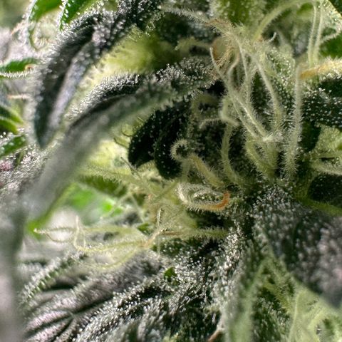 Fuel D.OG #2 Female 49.44g M growlog timeline photo