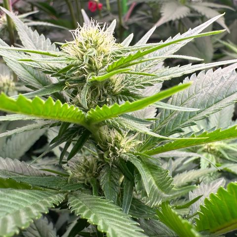 Fuel D.OG #1 Female 47.36g growlog timeline photo