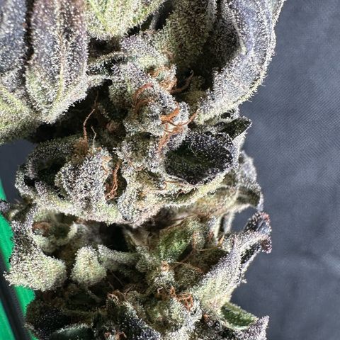 Misc x (LA Kush x Zkittles) #05 growlog timeline photo