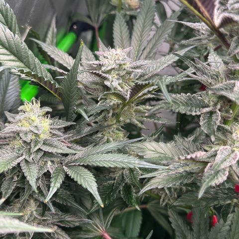 MiscxLAZ #22 C 42.33g growlog timeline photo