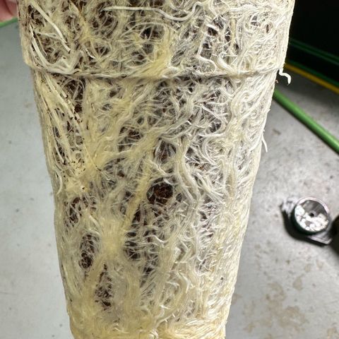 CxLAZ #31 C growlog timeline photo