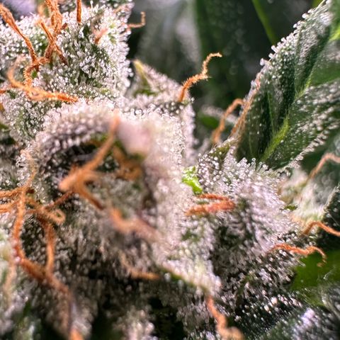 Auto Think Different  #3 growlog timeline photo