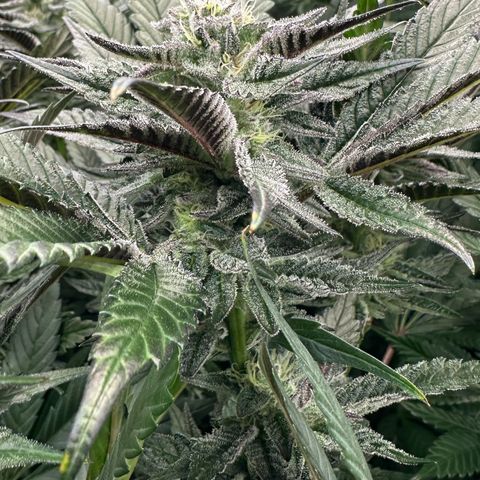MiscxLAZ #22 C 42.33g growlog timeline photo