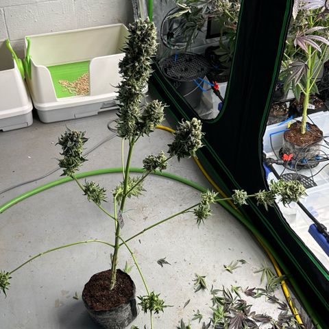 Misc x (LA Kush x Zkittles) #08 growlog photo: Harvest day