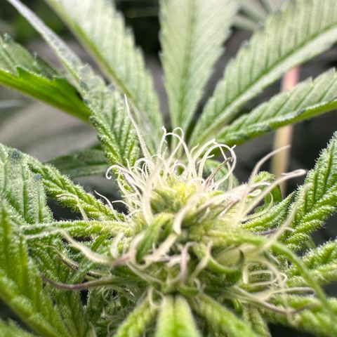 CxLAZ #31 C growlog timeline photo