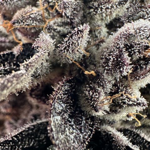 Misc x (LA Kush x Zkittles) #22 34.14g growlog timeline photo