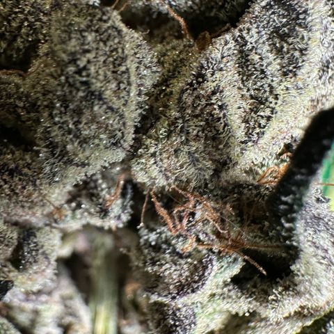 Misc x (LA Kush x Zkittles) #27 33.12g growlog photo: Moved to plastic bag