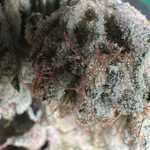 CxLAZ #06 growlog timeline photo