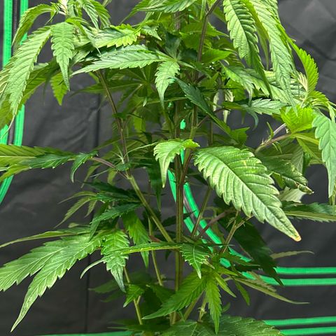 MiscxLAZ #22 C 42.33g growlog photo: Transplanted into 1gal
