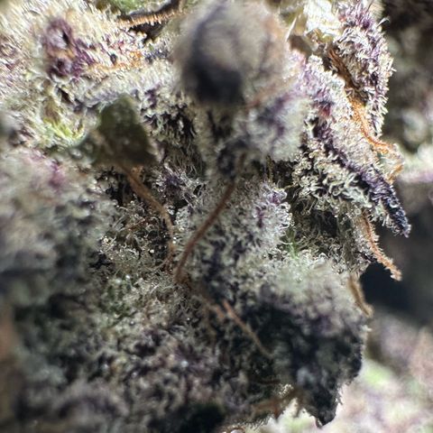 Misc x (LA Kush x Zkittles) #22 34.14g growlog timeline photo