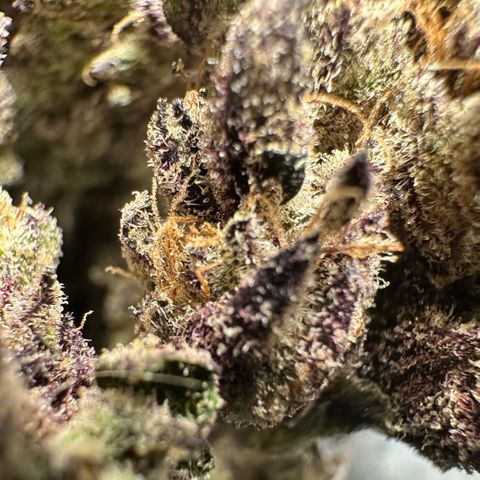 Misc x (LA Kush x Zkittles) #22 34.14g growlog timeline photo