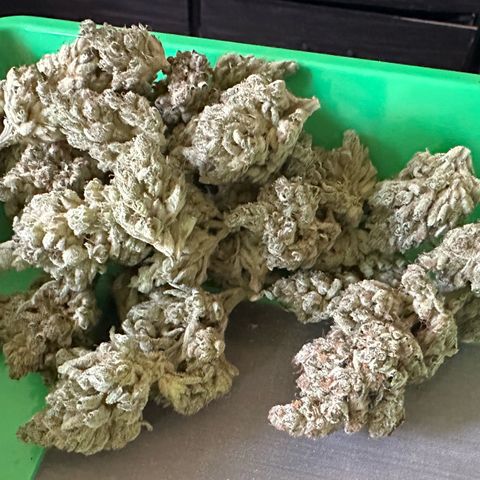 CxLAZ #06 growlog timeline photo