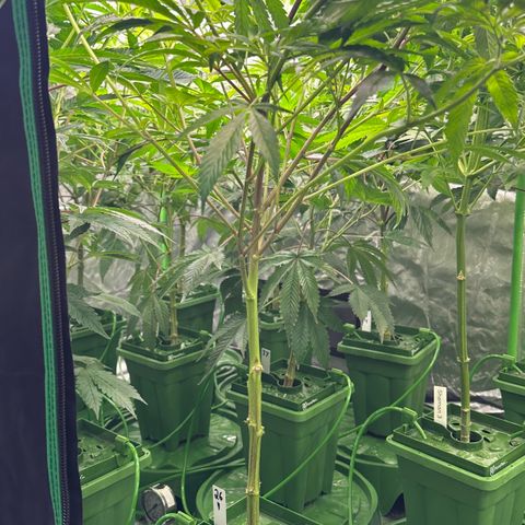 MiscxLAZ #26 C #1 47.15g growlog timeline photo