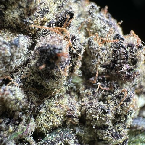 Misc x (LA Kush x Zkittles) #22 34.14g growlog timeline photo