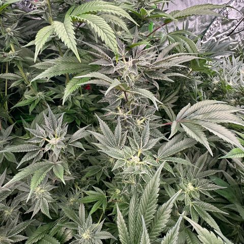 MiscxLAZ #37 C growlog timeline photo