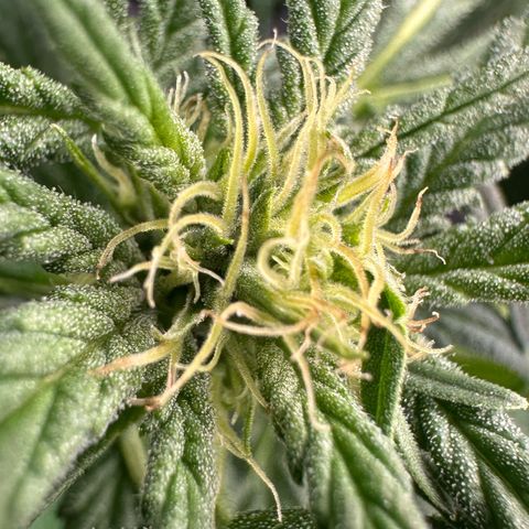 Fuel D.OG #1 Female 47.36g growlog timeline photo