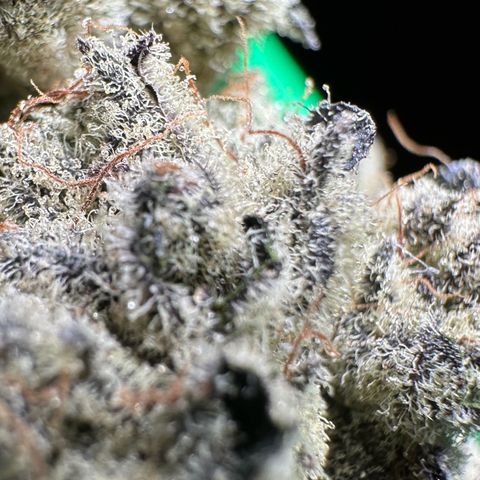 Misc x (LA Kush x Zkittles) #29 25.69g growlog timeline photo
