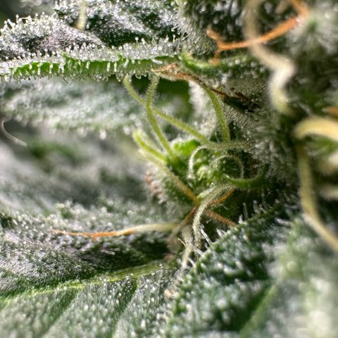 Fuel D.OG #1 Female 47.36g growlog timeline photo