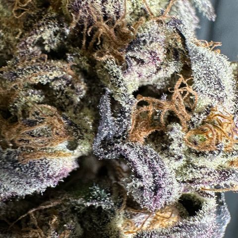 Misc x (LA Kush x Zkittles) #37 42.26g growlog photo: Moved to plastic bag