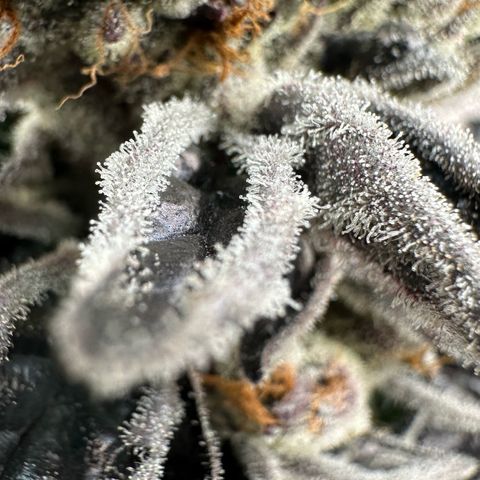 CxLAZ #03 45.52g growlog timeline photo