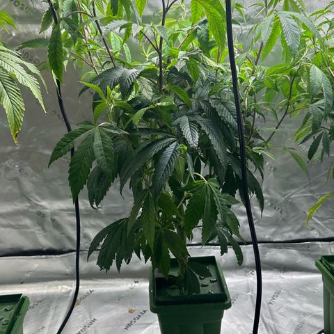 MiscxLAZ #26 C #2 growlog timeline photo