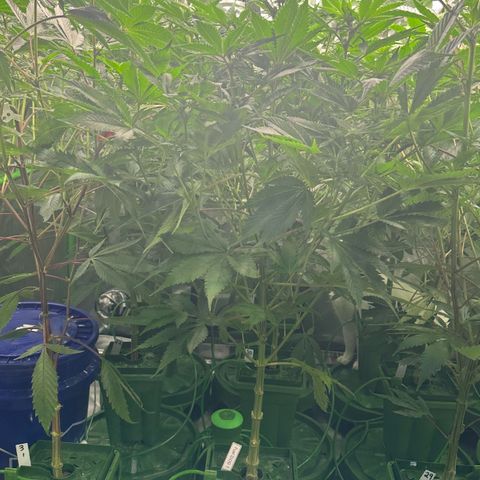 Fuel D.OG #1 Female 47.36g growlog timeline photo