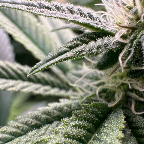 MiscxLAZ #26 C #1 47.15g growlog timeline photo