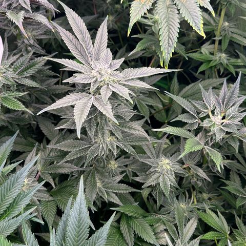 CxLAZ #20 C1 25g growlog timeline photo