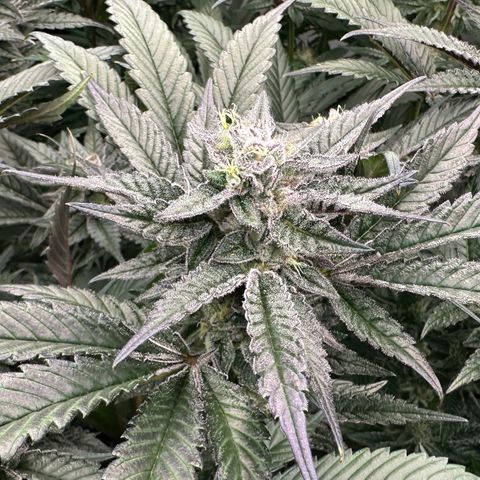 MiscxLAZ #22 C 42.33g growlog timeline photo