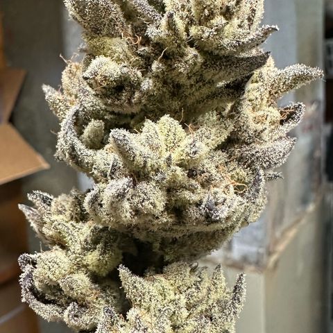 Misc x (LA Kush x Zkittles) #29 25.69g growlog photo: Moved to plastic bag