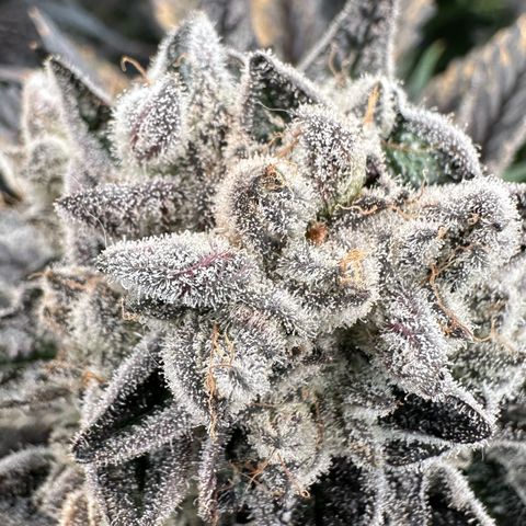 Misc x (LA Kush x Zkittles) #29 25.69g growlog timeline photo