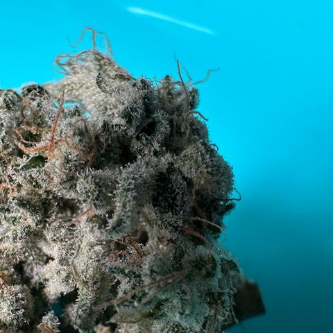CxLAZ #15 52g growlog photo: Seeded bud