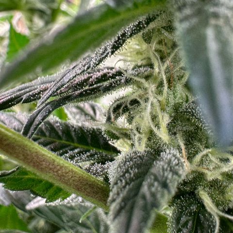 Fuel D.OG #2 Female 49.44g M growlog timeline photo